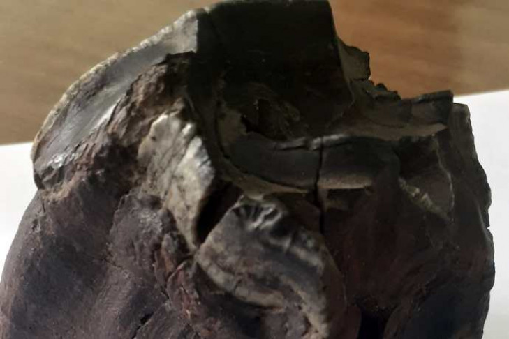 Мужчина нашел в доме под Новосибирском зуб шерстистого носорога