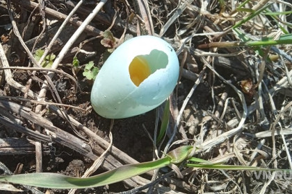 В Новосибирске птицы начали выбрасывать яйца из-за холода