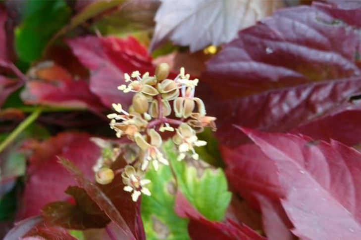 Весеннее цветение началось бабьим летом-2025 у флоры в Новосибирской области