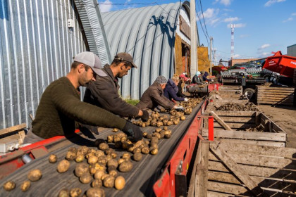 Аграрии Новосибирской области собрали более 60 тысяч тонн картофеля