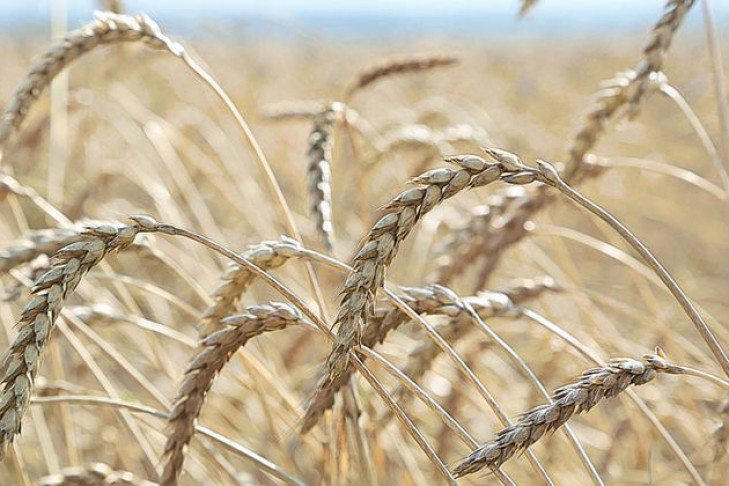 Низкий урожай зерновых ждут в Новосибирской области
