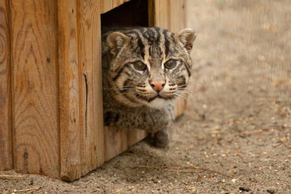 Необычная кошка и мартышка поступили в Новосибирский зоопарк