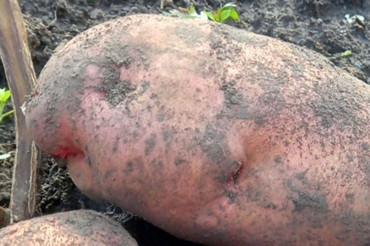 Картошка весом 2 килограмма установила рекорд в Новосибирской области