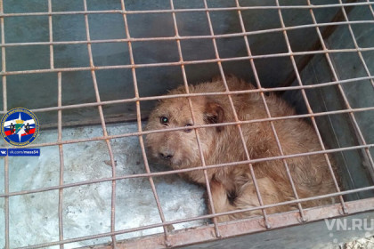 Собаку спасли из 4-метрового погреба в Новосибирске