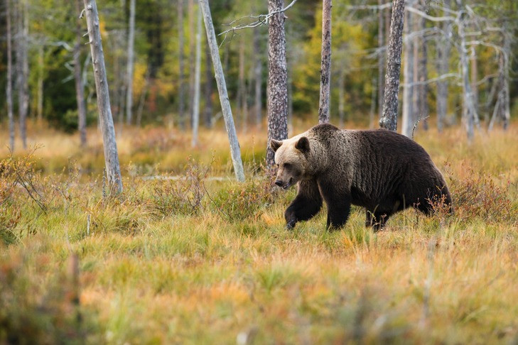 Охотовед оценил риск нашествия медведей осенью-2023 в Новосибирской области