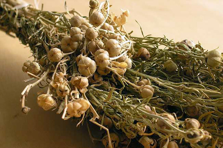 Суд вынес приговор «ведьме»-таджичке за ввоз собачьего зелья в Новосибирск