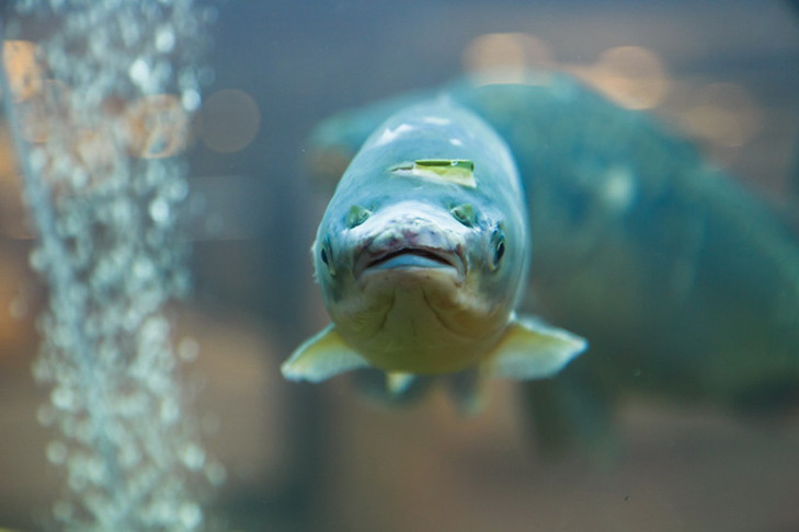 Рыбу ловят в подвалах домов после ливня в Новосибирске