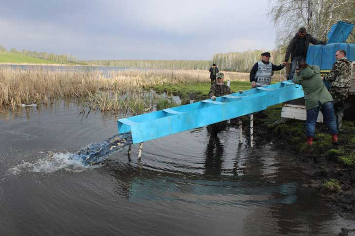 Миллионы мальков пеляди выпустили в озера Новосибирской области
