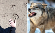 Следы с ладонь: голодные волки угрожают жителям деревни под Новосибирском