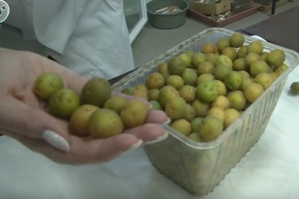 Новый сорт картофеля вывели сибирские ученые