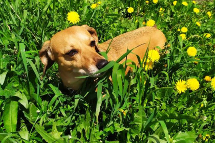 Мэрия запретила собакам гадить на кладбищах Новосибирска