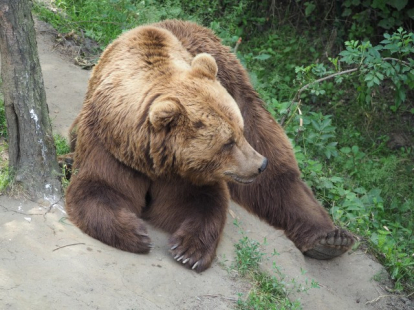 С 1 августа открыт сезон охоты на медведя в Новосибирской области