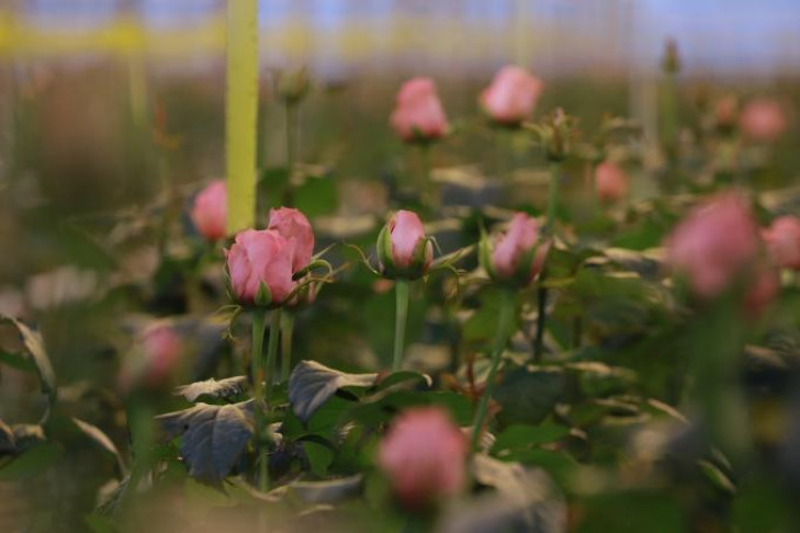 Розы Аваланж впервые получат сибирячки к 8 Марта