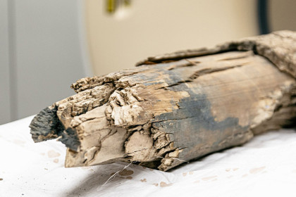 Якутские бивни мамонта раскроют тайны прошлого благодаря ученым из Новосибирска