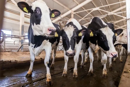 Карантин по пастереллезу снимут в Новосибирской области к 1 мая