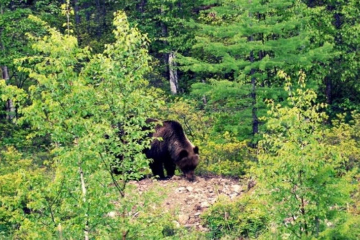 Три медведя пришли в деревню Ярково Новосибирской области