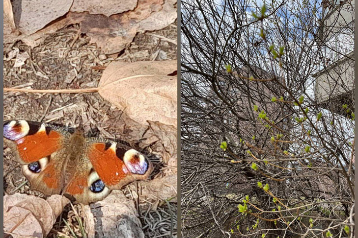 Синоптик Вильфанд рассказал о заморозках в Сибири на Страстной неделе-2025