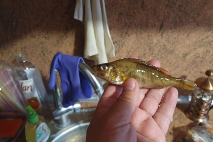 Неизвестную рыбу поймал житель Новосибирска