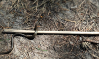 «Как-то страшно»: змеи атаковали дачи сибиряков