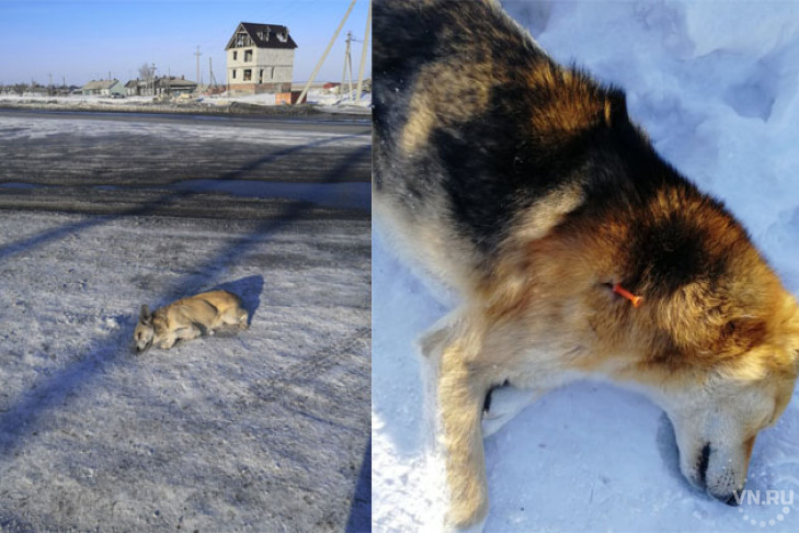 Трупы собак на улицах шокировали жителей Барабинска