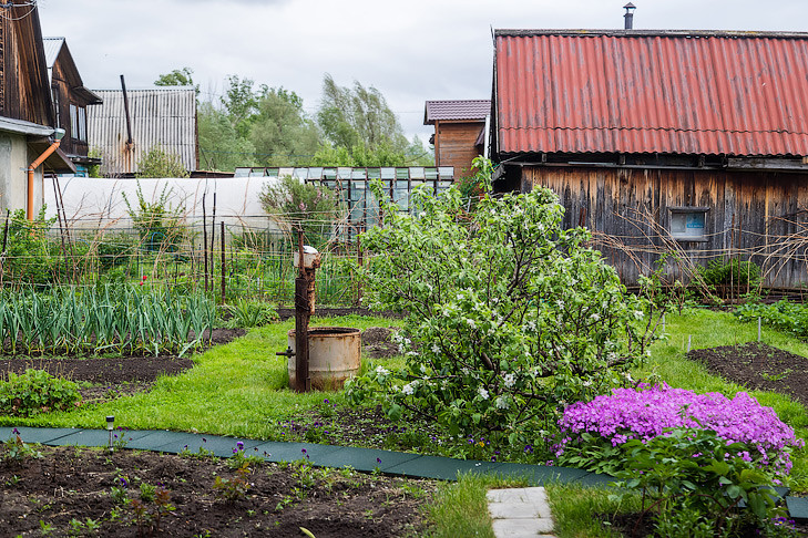 Простые способы борьбы с тлей и муравьями назвала новосибирцам агроном Шубина