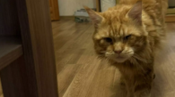 В Новосибирске спасатели помогли хозяйке, которую кот запер на балконе