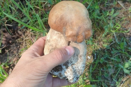 Первый белый гриб нашли в лесу новосибирцы