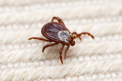 Клещи кусают в квартирах жителей Новосибирской области