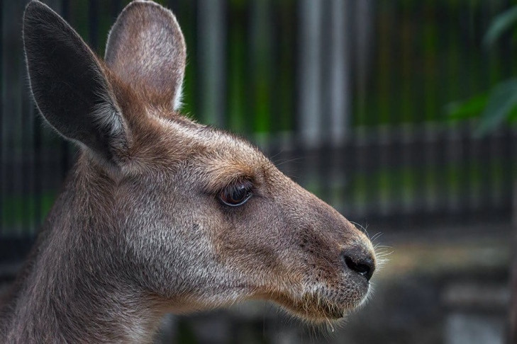 Гигантская самка кенгуру улетела из Новосибирска в Калининград