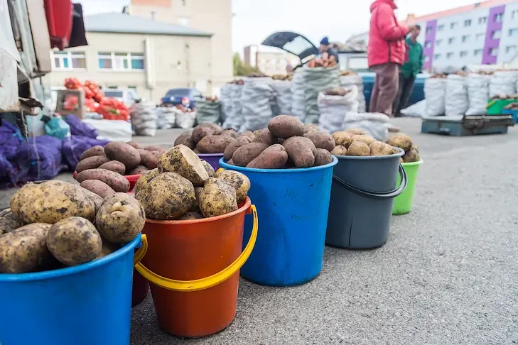 Способ спасения картошки от гнили назвали эксперты в Новосибирске