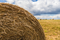 В Новосибирской области планируется рекультивация 270 гектаров земель сельскохозяйственного назначения