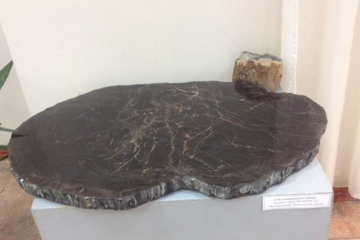Каменное дерево возрастом 300 млн лет появилось в Искитиме