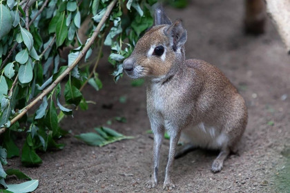 Малышей патагонских мар показали в Новосибирском зоопарке