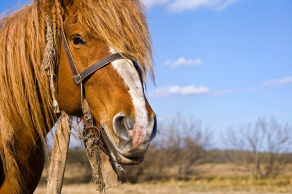 Новосибирцам рассказали о меню на Новый год Огненной Лошади-2026