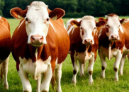 Губернатор Андрей Травников: 18 дней без новых случаев заболевания скота