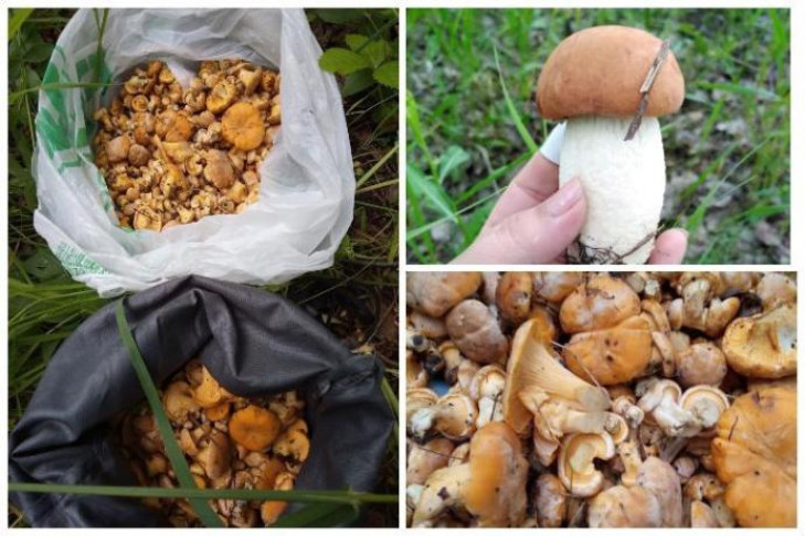 Грибы массово начали расти после дождей – грибные места Новосибирской области