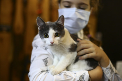 Животных с онкологией научились лечить ученые в Новосибирске