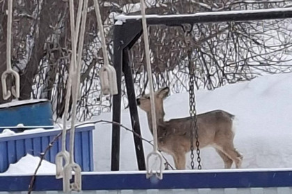 Любопытная косуля из леса пришла на экскурсию в Тогучин