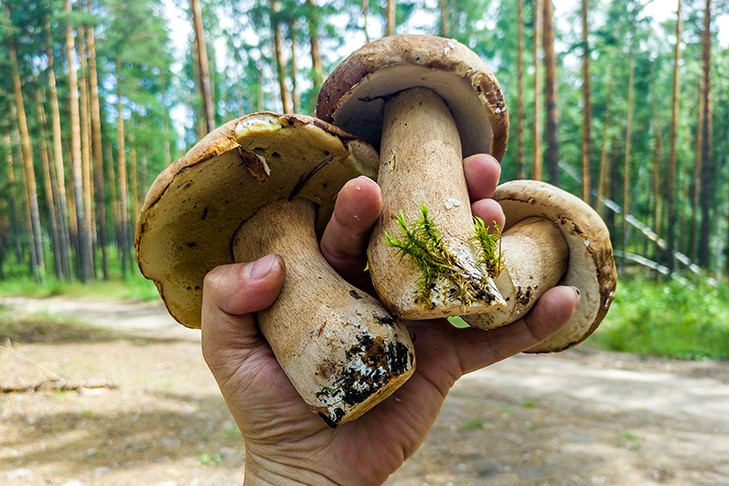 Министр природы Евгений Шестернин пообещал грибное лето жителям Новосибирска