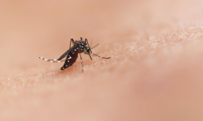 Чем опасна трёхдневная лихорадка от укуса комара? Ответ инфекциониста