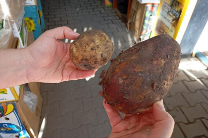 Красный или белый: новосибирцам рассказали о разнице в сортах картофеля