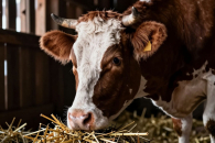 Список сёл с карантином по бешенству пополнился в Новосибирской области