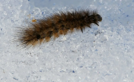 Мохнатых гусениц заметили на снегу в Новосибирской области