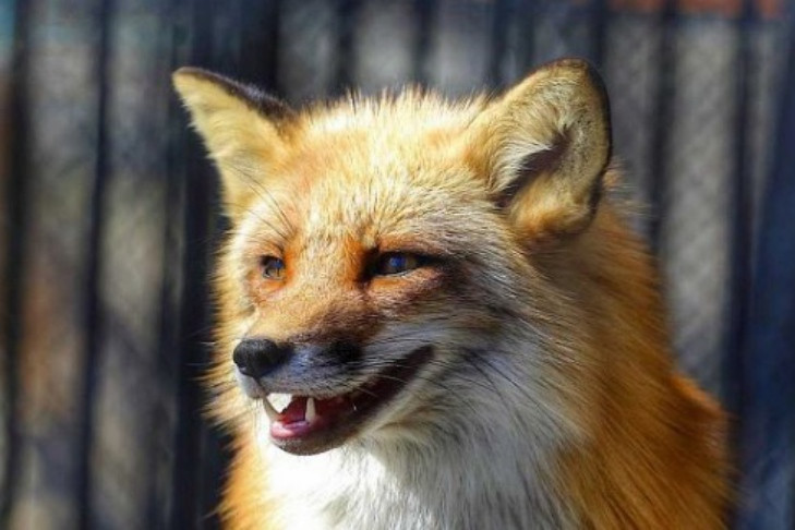 Дикая лиса облюбовала детскую площадку на Шлюзе в Новосибирске