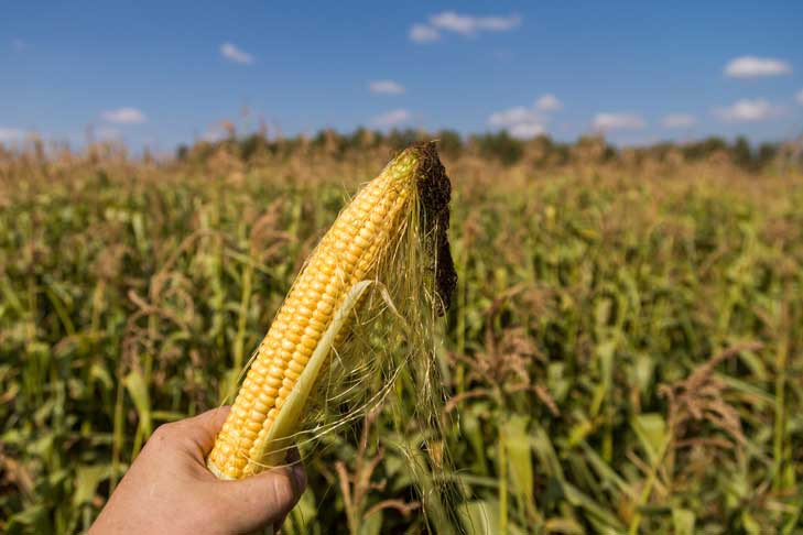 Опасную кукурузу из Новосибирска изымают из торговых точек после отравления