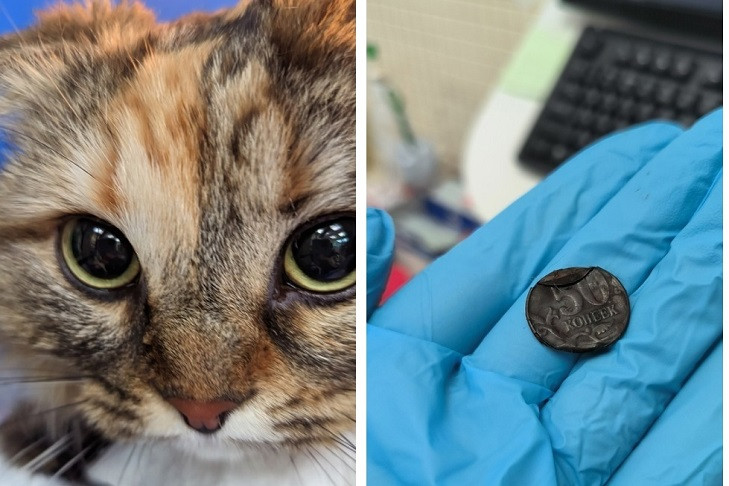 Ветеринары нашли клад в кошке по кличке Киара