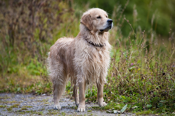 Мошковских живодеров отдали под суд за расправу над собакой