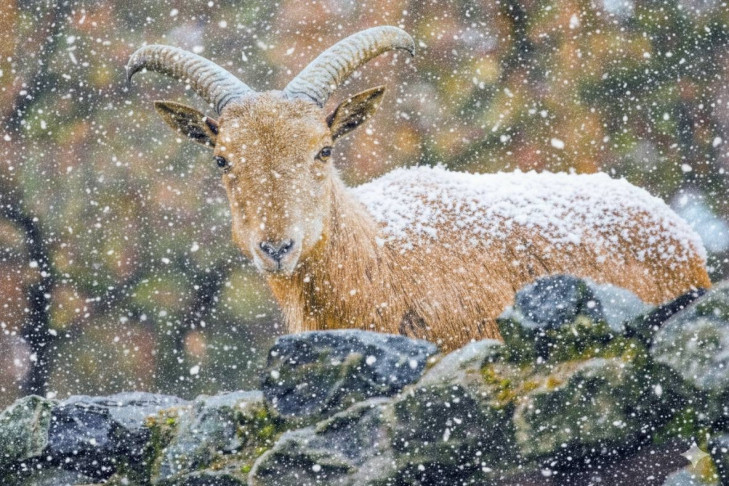 На пару баранов стало больше в Новосибирске
