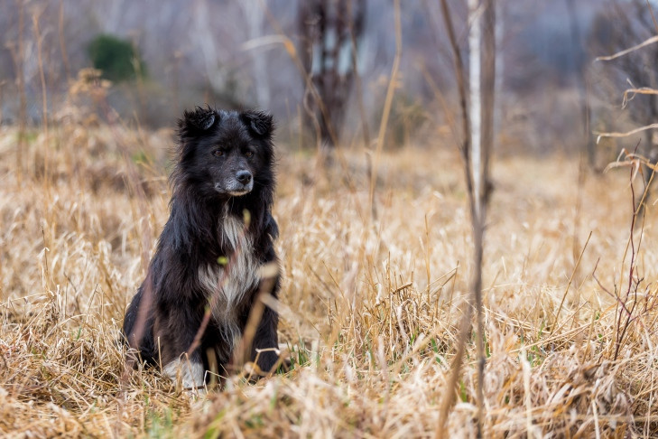 Штраф за укус домашних животных планируют ввести в России до 31 июня