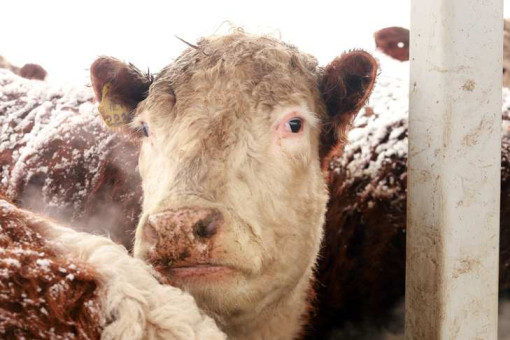 Новосибирские быки торопятся испортить 112 коров абердин-ангусской породы